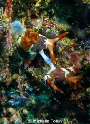 Nudibranch X-Rated!!! by Michelle Tobin 